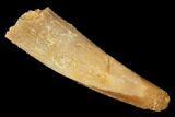 Fossil Pterosaur (Siroccopteryx) Tooth - Morocco #145788-1